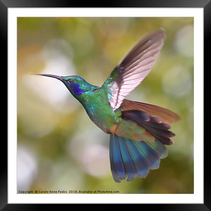 Green Violetear Hummingbird, Colibri thalassinus,  Framed Mounted Print by Carole-Anne Fooks