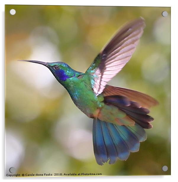 Green Violetear Hummingbird, Colibri thalassinus,  Acrylic by Carole-Anne Fooks