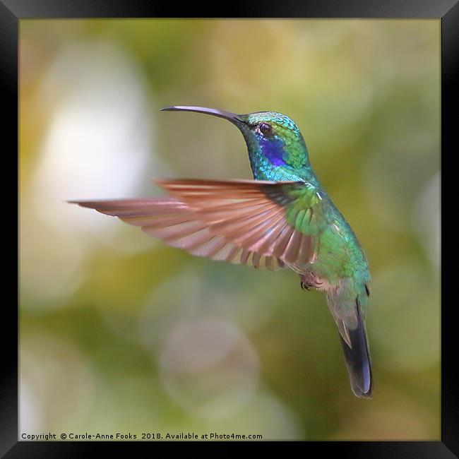 Green Violetear Hummingbird Framed Print by Carole-Anne Fooks