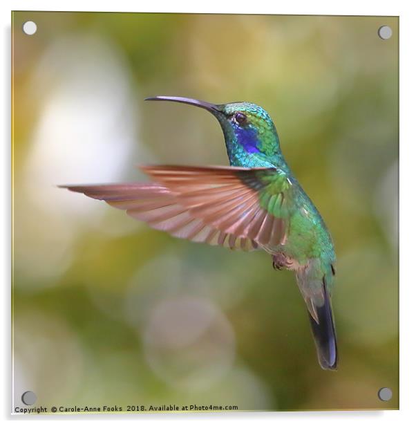 Green Violetear Hummingbird Acrylic by Carole-Anne Fooks