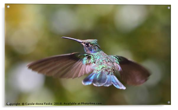 Hummingbird Acrylic by Carole-Anne Fooks