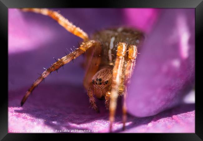 Tiny Spider Macro Framed Print by Jim Key