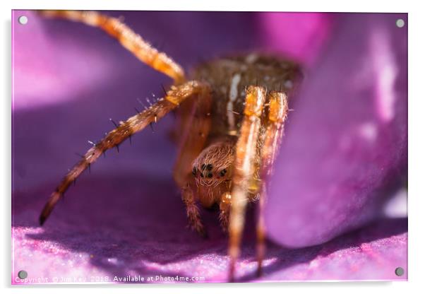 Tiny Spider Macro Acrylic by Jim Key