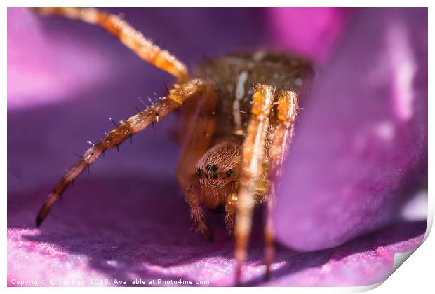 Tiny Spider Macro Print by Jim Key