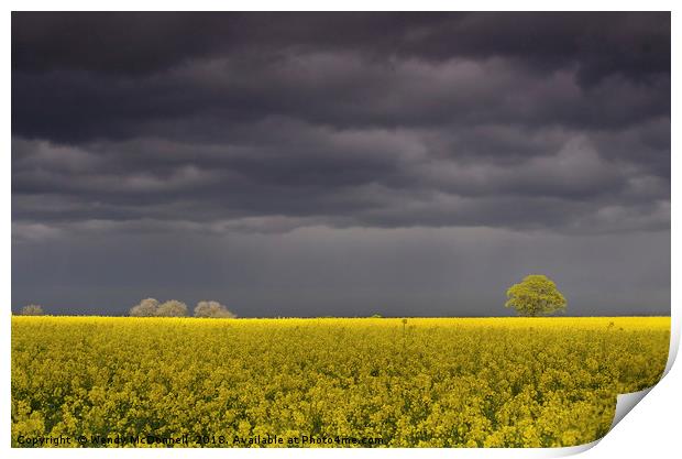 A storm brewing over a rapeseed field Print by Wendy McDonnell