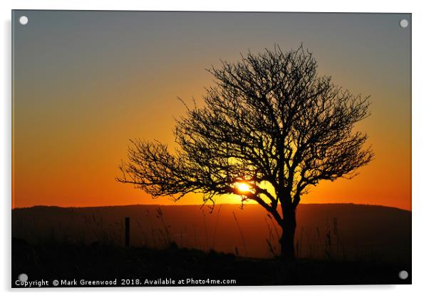 Tree Silhouette at Sunset Acrylic by Mark Greenwood