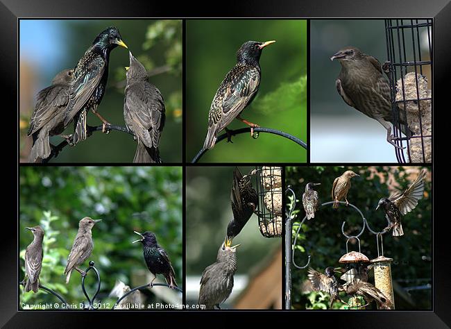 A Collage of Starling images Framed Print by Chris Day