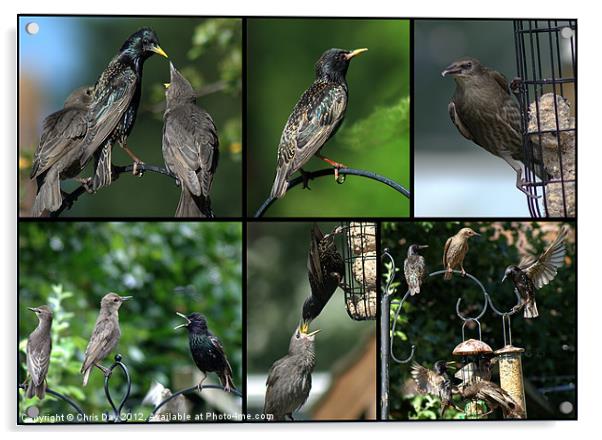 A Collage of Starling images Acrylic by Chris Day