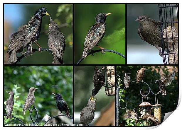 A Collage of Starling images Print by Chris Day