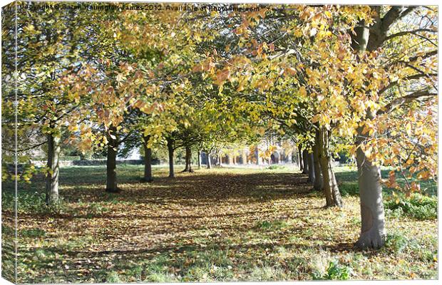 Autumn avenue of trees Canvas Print by Sarah Harrington-James