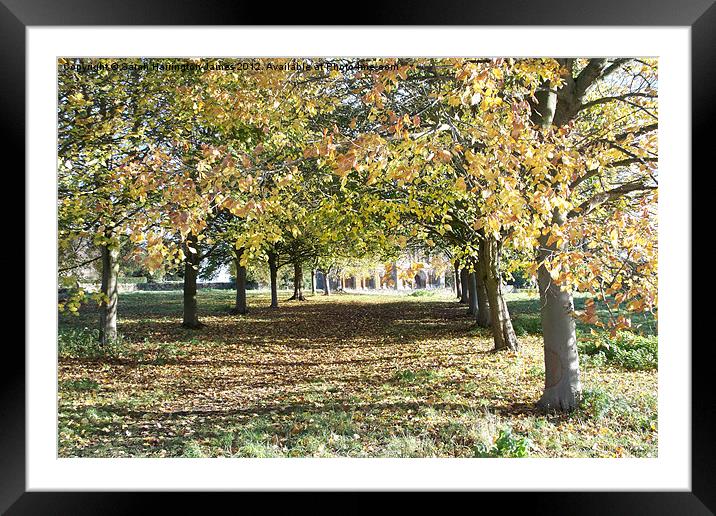 Autumn avenue of trees Framed Mounted Print by Sarah Harrington-James