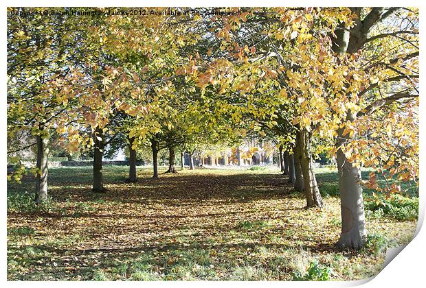 Autumn avenue of trees Print by Sarah Harrington-James