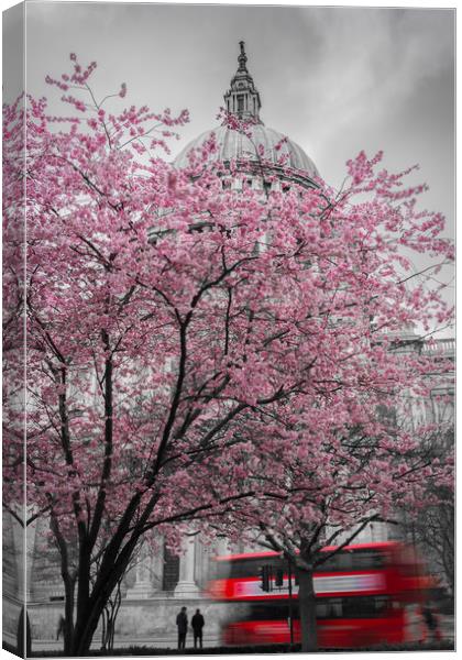 St. Paul's Cherry Blossom Canvas Print by Daniel Farrington