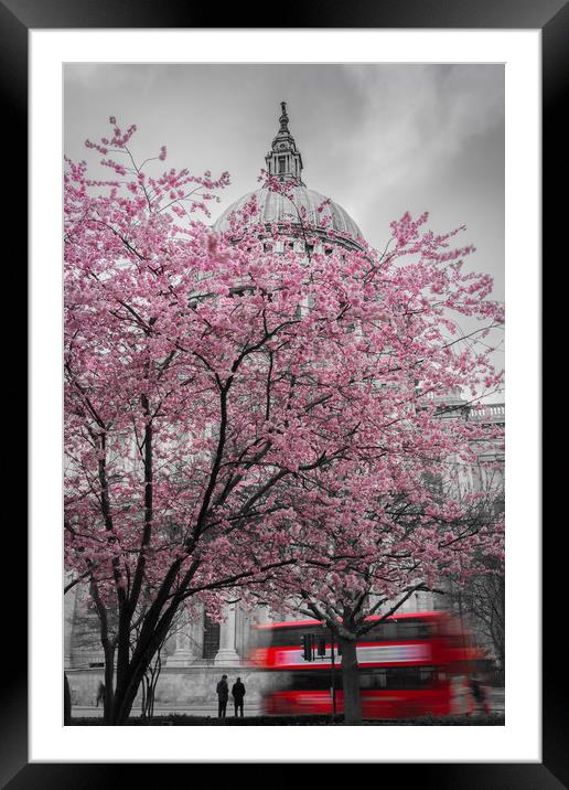 St. Paul's Cherry Blossom Framed Mounted Print by Daniel Farrington