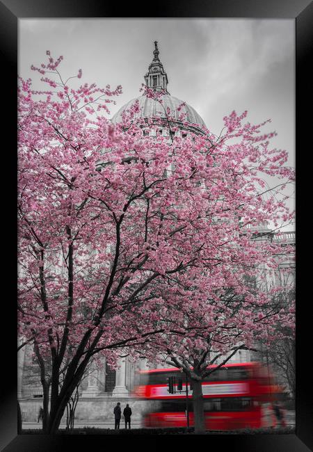 St. Paul's Cherry Blossom Framed Print by Daniel Farrington