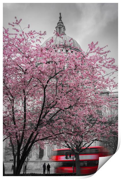 St. Paul's Cherry Blossom Print by Daniel Farrington