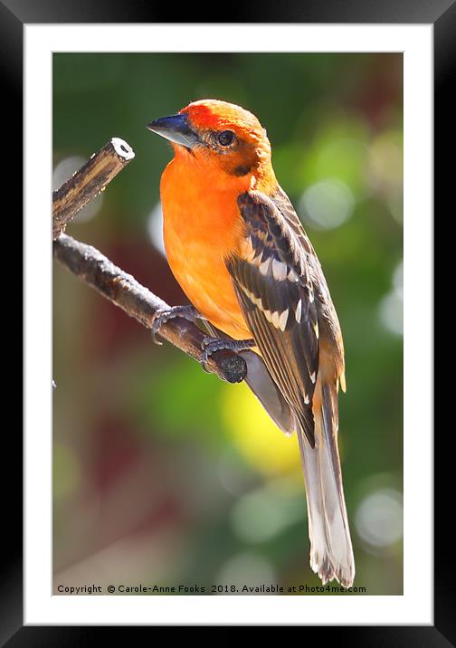 Baltimore Oriole Framed Mounted Print by Carole-Anne Fooks