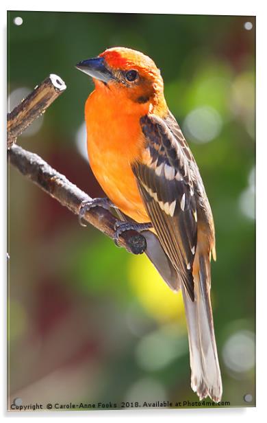 Baltimore Oriole Acrylic by Carole-Anne Fooks