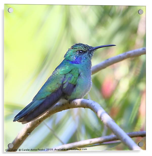 Green Violetear Hummingbird Acrylic by Carole-Anne Fooks