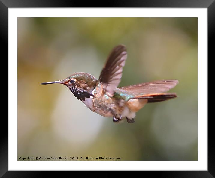 Scintillant Hummingbird Framed Mounted Print by Carole-Anne Fooks