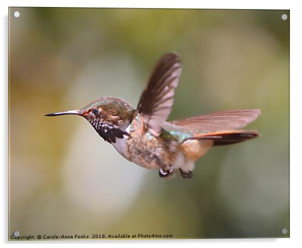 Scintillant Hummingbird Acrylic by Carole-Anne Fooks
