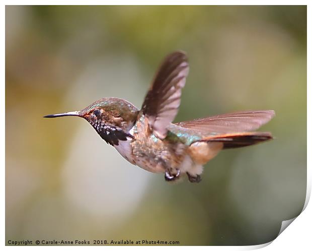 Scintillant Hummingbird Print by Carole-Anne Fooks