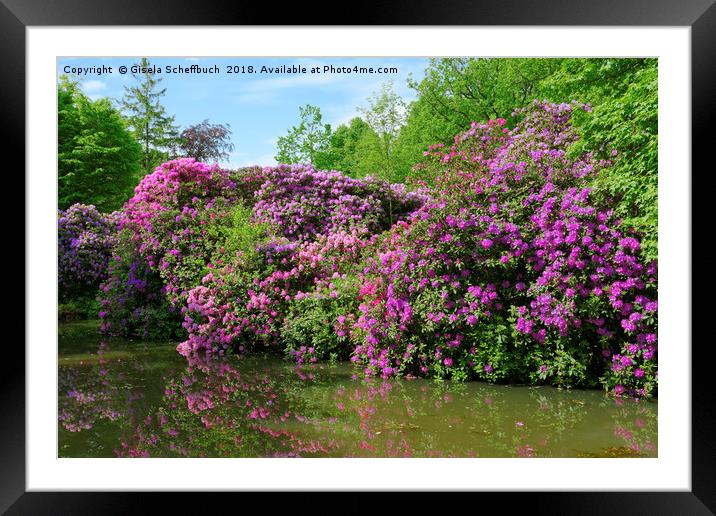 Marvellous Rhododendron in the Park Framed Mounted Print by Gisela Scheffbuch