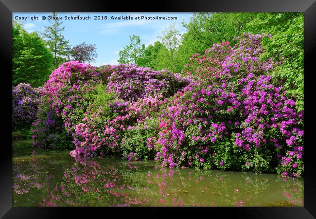 Marvellous Rhododendron in the Park Framed Print by Gisela Scheffbuch