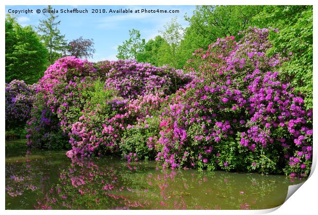 Marvellous Rhododendron in the Park Print by Gisela Scheffbuch
