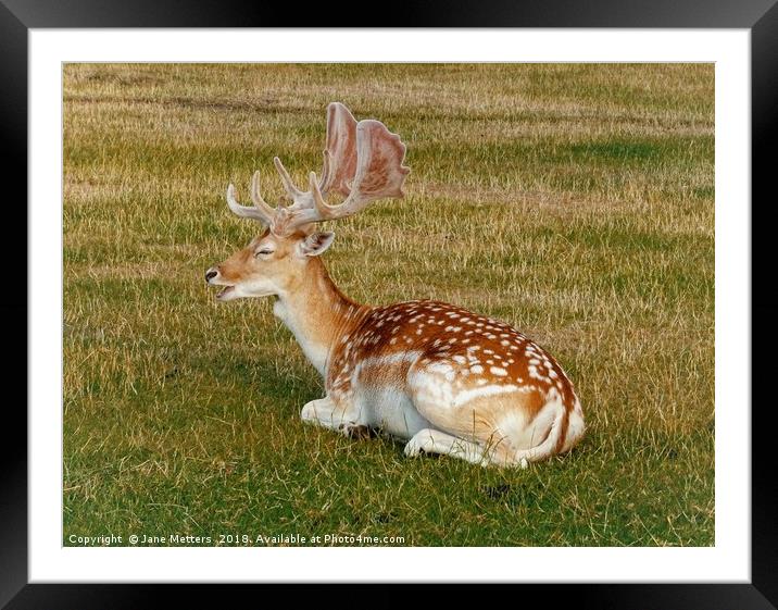         Fallow Deer Resting                        Framed Mounted Print by Jane Metters