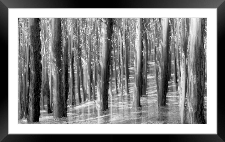 PINE RISING Framed Mounted Print by Kevin Elias