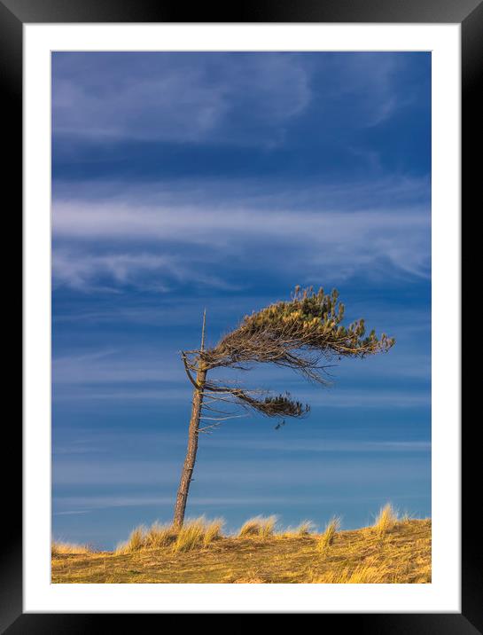 LONE TREE SURVIVOR Framed Mounted Print by Kevin Elias