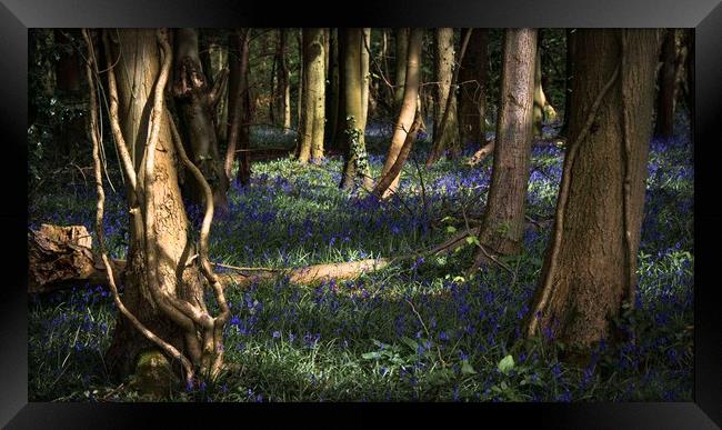 Bluebells in Leigh Woods, Bristol Framed Print by Jeremy Fennell