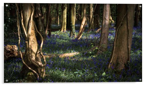 Bluebells in Leigh Woods, Bristol Acrylic by Jeremy Fennell
