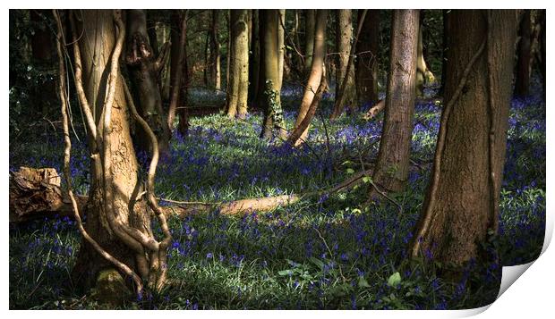 Bluebells in Leigh Woods, Bristol Print by Jeremy Fennell