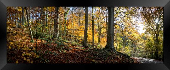 Beech Woodland in Autumn  Framed Print by Jeremy Fennell