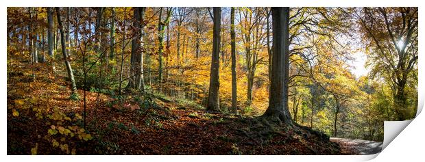 Beech Woodland in Autumn  Print by Jeremy Fennell