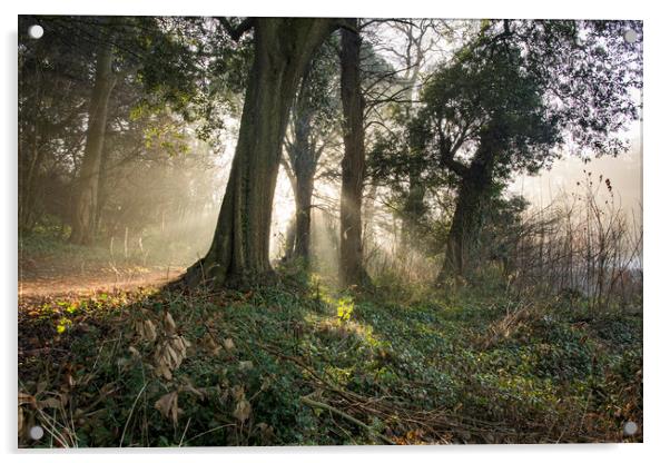 Winter mist  at Blaise Woodlands, Bristol Acrylic by Jeremy Fennell