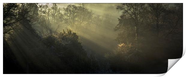 Winter woodland light  Print by Jeremy Fennell