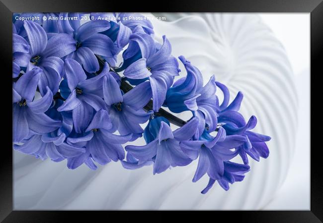 Blue Hyacinth Framed Print by Ann Garrett