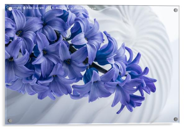 Blue Hyacinth Acrylic by Ann Garrett