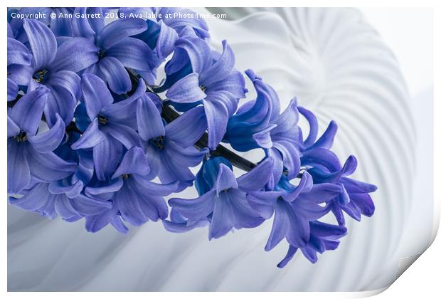 Blue Hyacinth Print by Ann Garrett