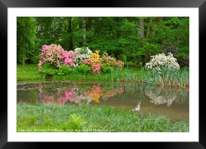 Colourful Rhododendron Framed Mounted Print by Gisela Scheffbuch