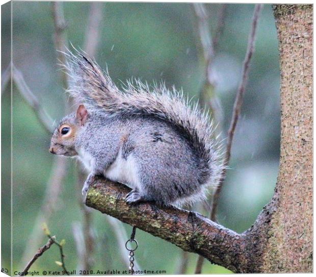 Grey squirrel  Canvas Print by Kate Small
