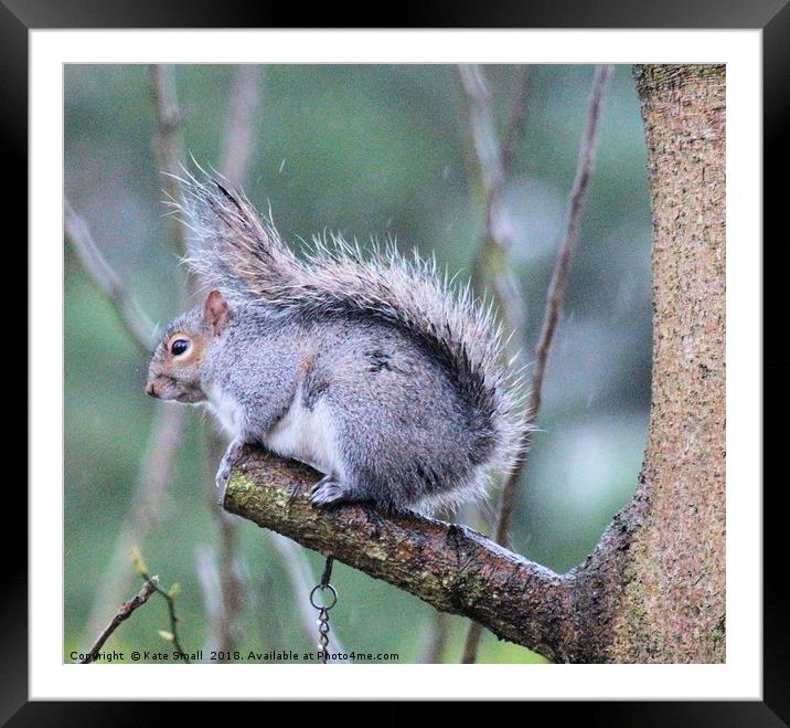 Grey squirrel  Framed Mounted Print by Kate Small