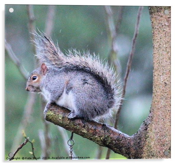 Grey squirrel  Acrylic by Kate Small