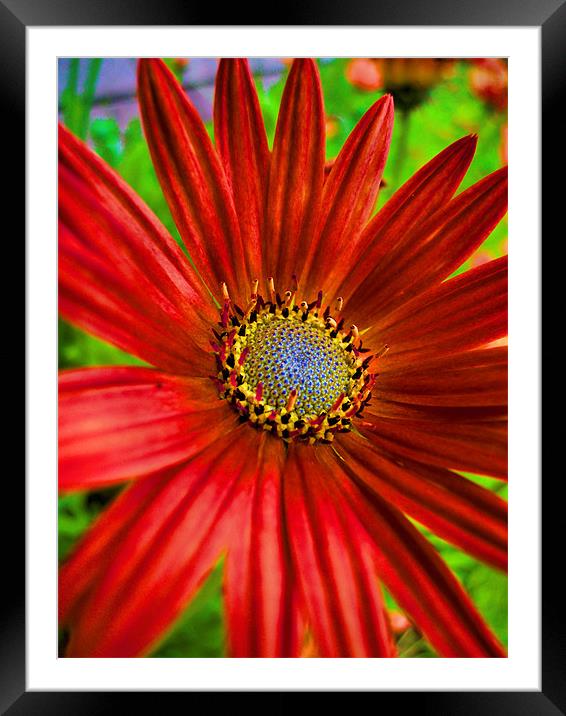 red and funky Framed Mounted Print by Heather Newton