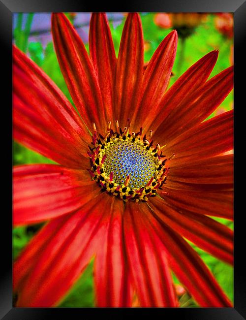 red and funky Framed Print by Heather Newton