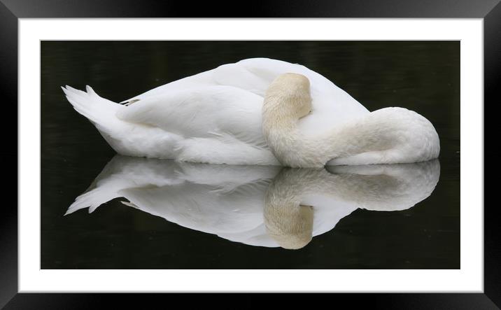 Mute Swan Framed Mounted Print by paul green