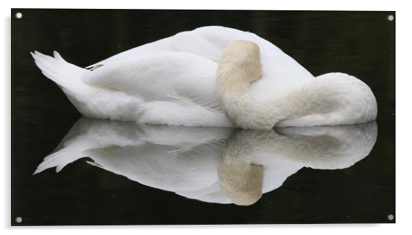 Mute Swan Acrylic by paul green